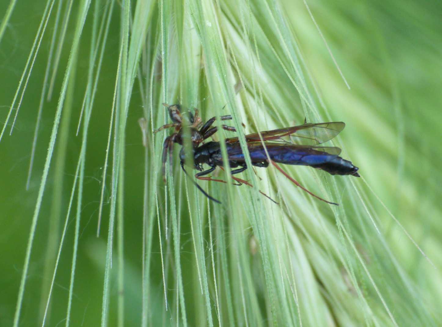 Strana preda di un ragno: forse, Cephidae